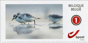 Stamp, Wading Birds, Personalized and Private Mail Stamps,  , Birds