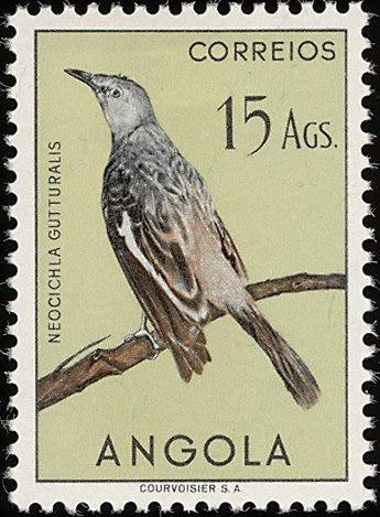 White-winged Babbler (Neocichia gutturalis)