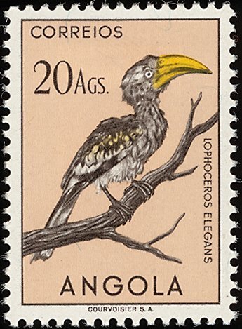 Eastern Yellow-billed Hornbill (Tockus flavirostris)