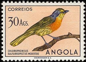 Stamp, Sulphur-breasted Bushshrike (Chlorophoneus sulfureopectus), Angola,  , Birds, Animals (Fauna)