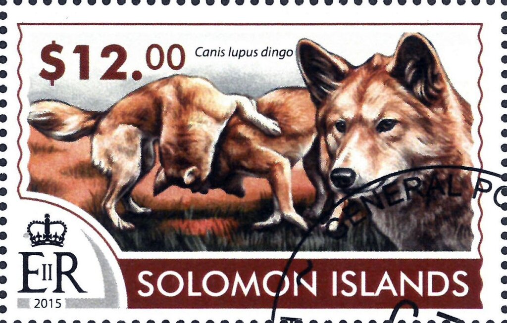 Canis lupus dingo
