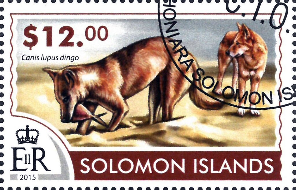 Canis lupus dingo