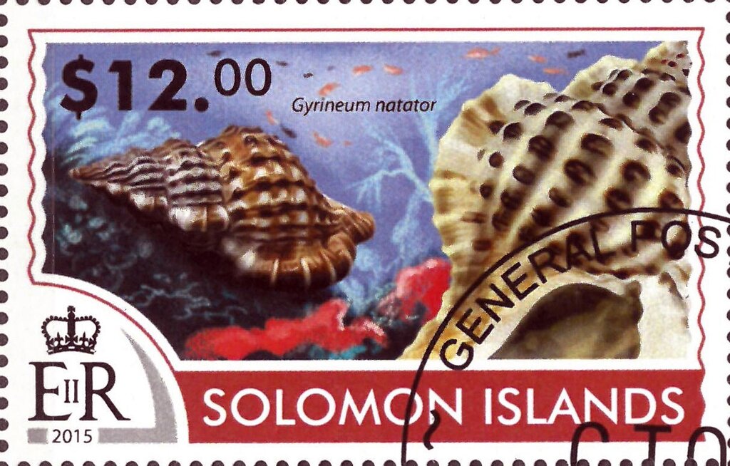 Gyrineum natator