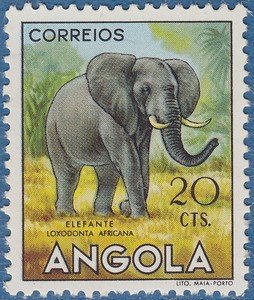African Elephant (Loxodonta africana)