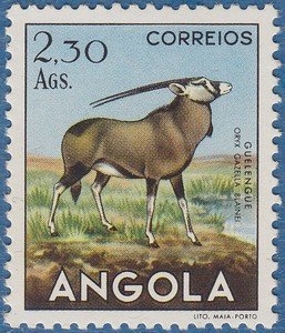 Gemsbok (Oryx gazella)