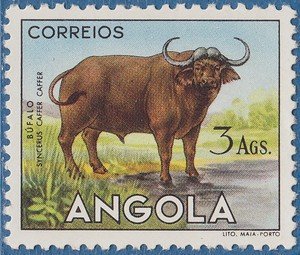 African Buffalo (Syncerus caffer)