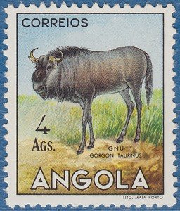 Blue Wildebeest (Connochaetes taurinus)