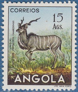 Greater Kudu (Tragelaphus strepsiceros)