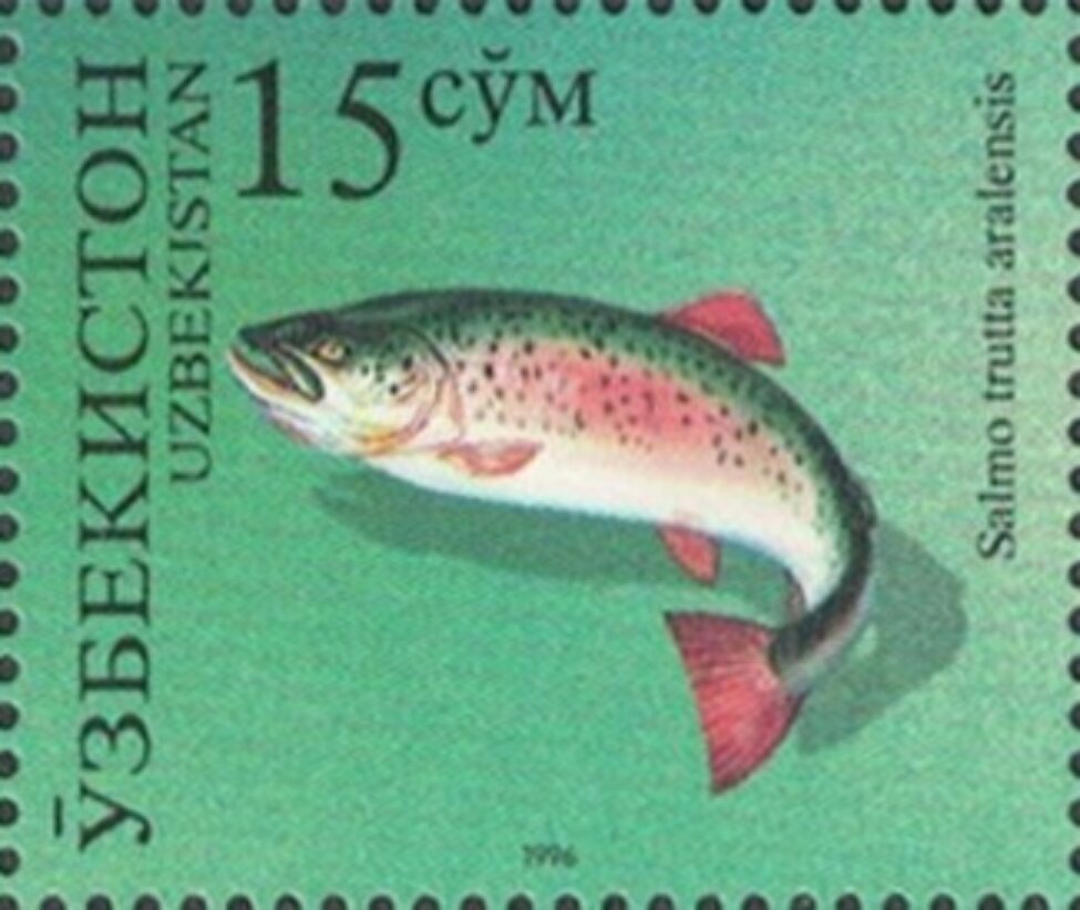 Aral Trout (Salmo trutta aralensis)