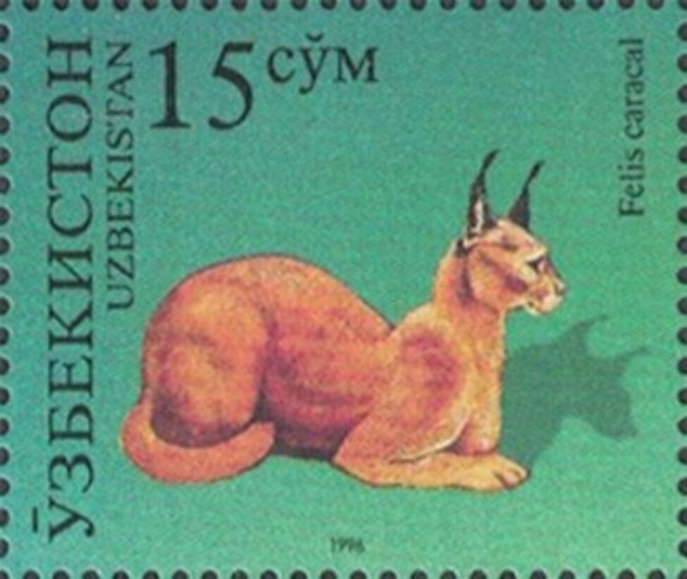 Caracal (Felis caracal)