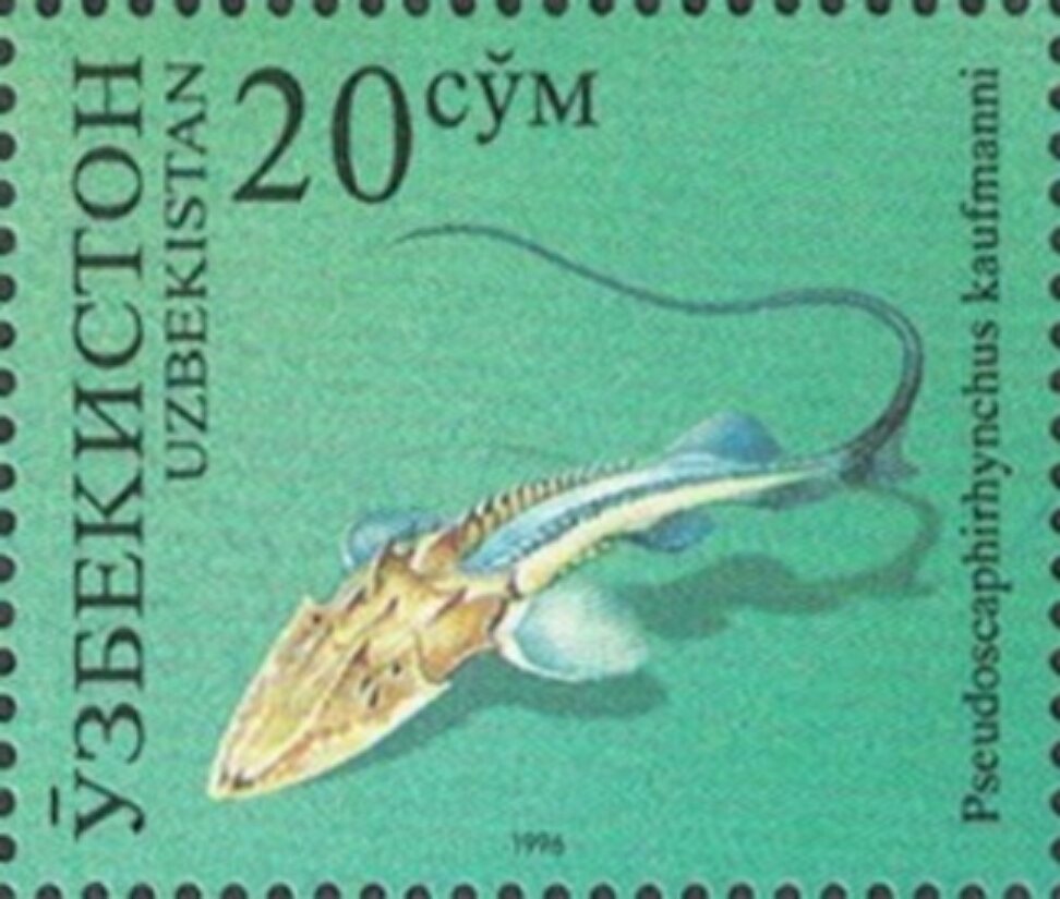 Kaufmann's Shovelnose (Pseudoscaphirhyncus kaufmanni)
