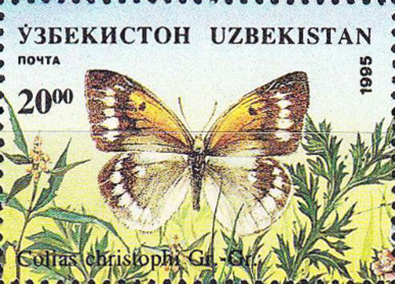 Pieridae Butterfly (Colias christophi)
