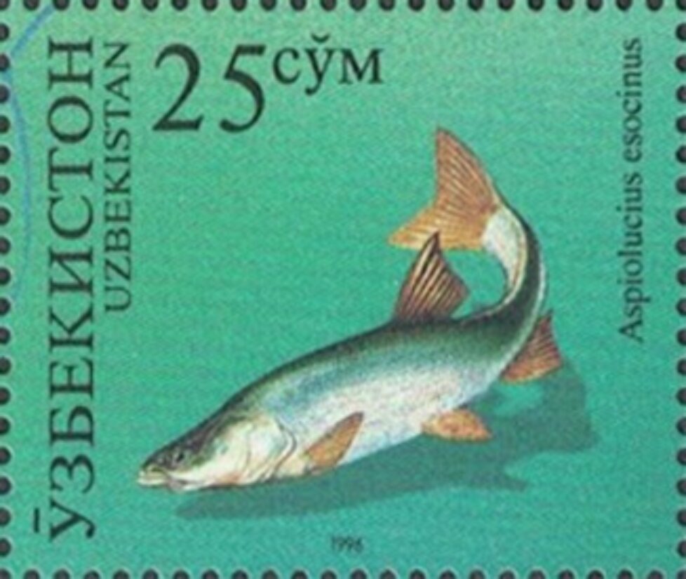 Pike Asp (Aspiolucius esocinus)