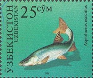 Stamp, Pike Asp (Aspiolucius esocinus), Uzbekistan,  , Animals (Fauna), Fishes, Joint Issues
