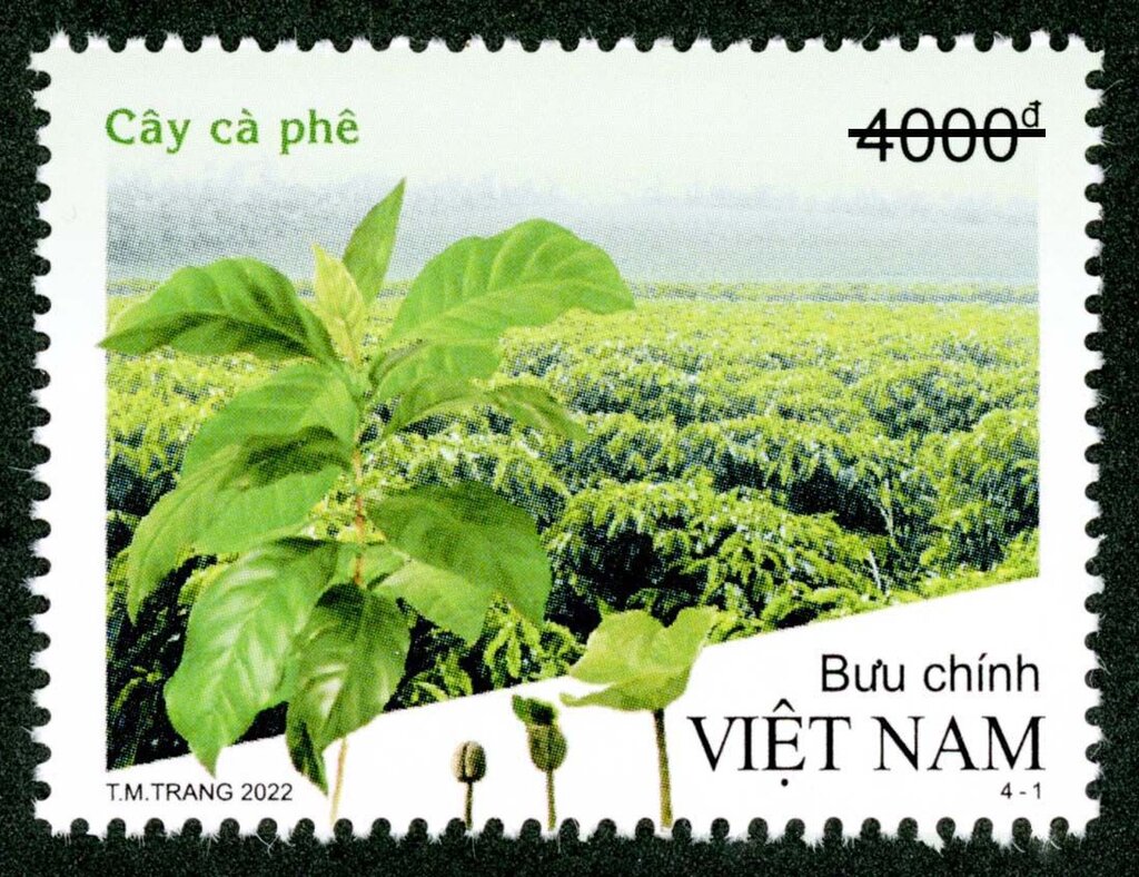 Coffee Plant and Plantation
