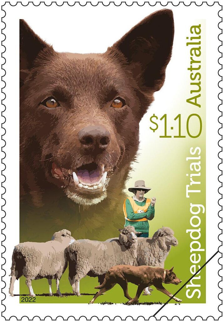 Australian Kelpie