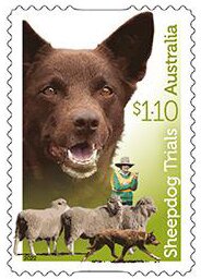 Australian Kelpie