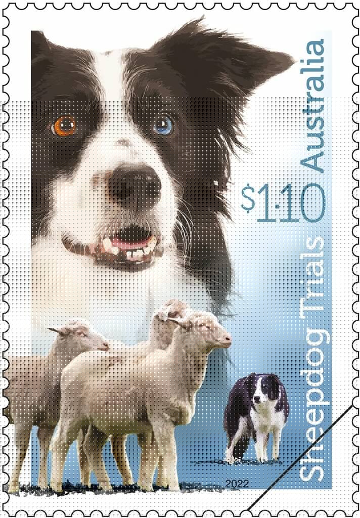 Black-and-White Border Collie