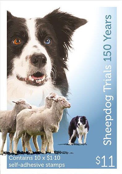 Black-and-White Border Collie
