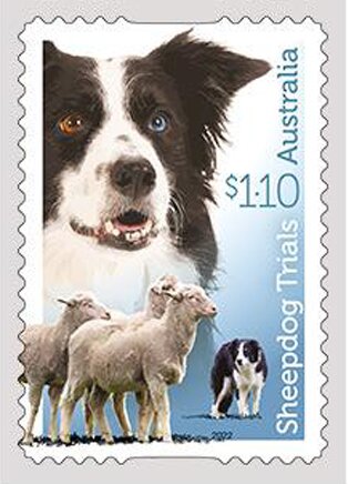 Black-and-White Border Collie