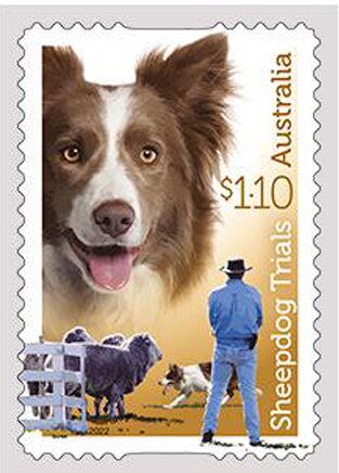 Brown-and-White Border Collie