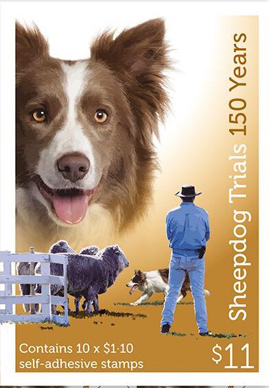 Brown-and-White Border Collie