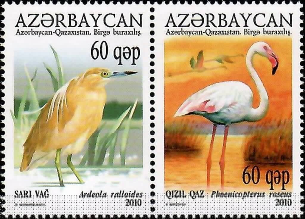 Greater Flamingo (Phoenicopterus roseus)