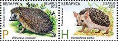 Long-eared Hedgehog & Southern White-breasted Hedgehog