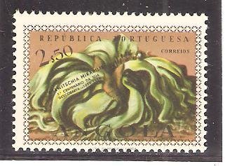 Welwitschia mirabilis