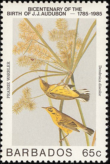 Prärie Warbler (Dendroica discolor)