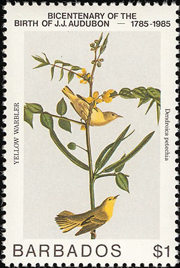 American Yellow Warbler (Dendroica petechia)