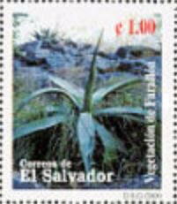 Agave americana