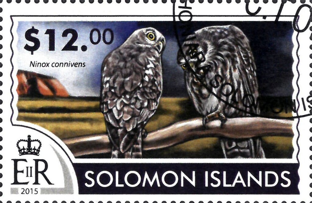 Barking Owl (Ninox connivens)