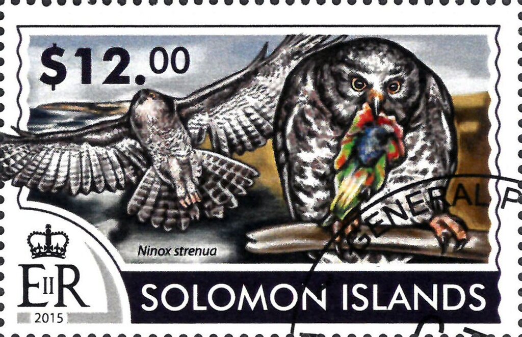 Powerful Owl (Ninox strenua)