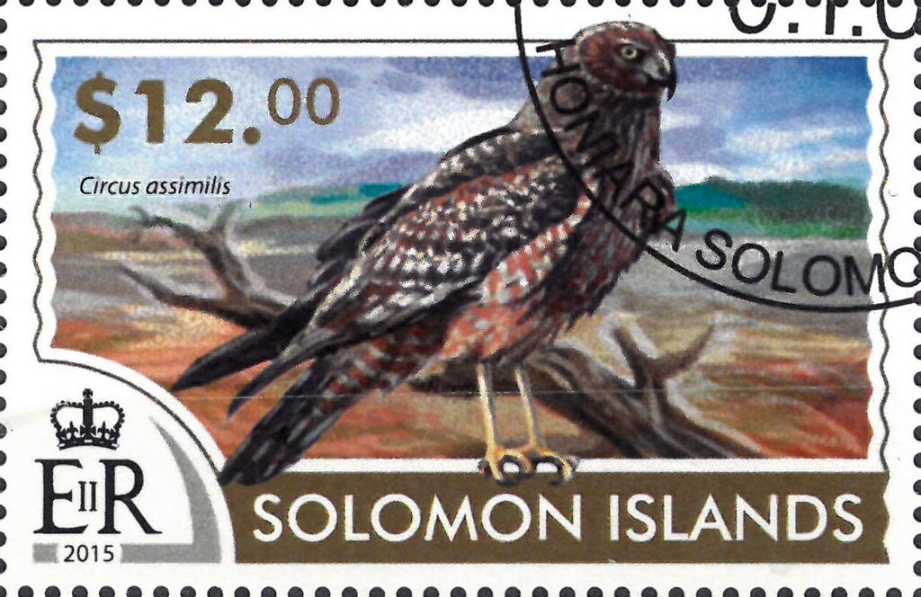 Spotted Harrier (Circus assimilis)