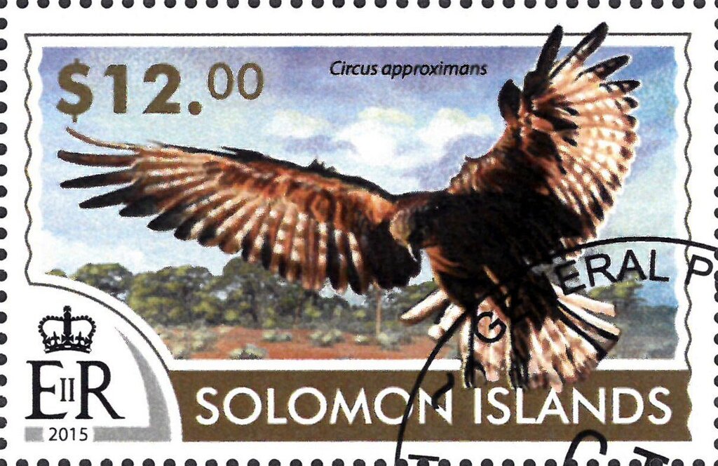 Swamp Harrier (Circus approximans)