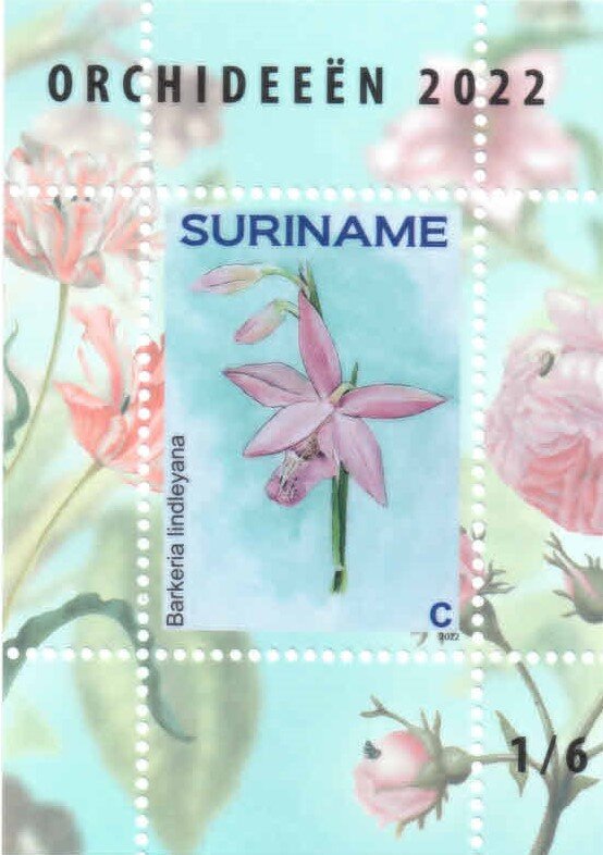 Barkeria lindelyana