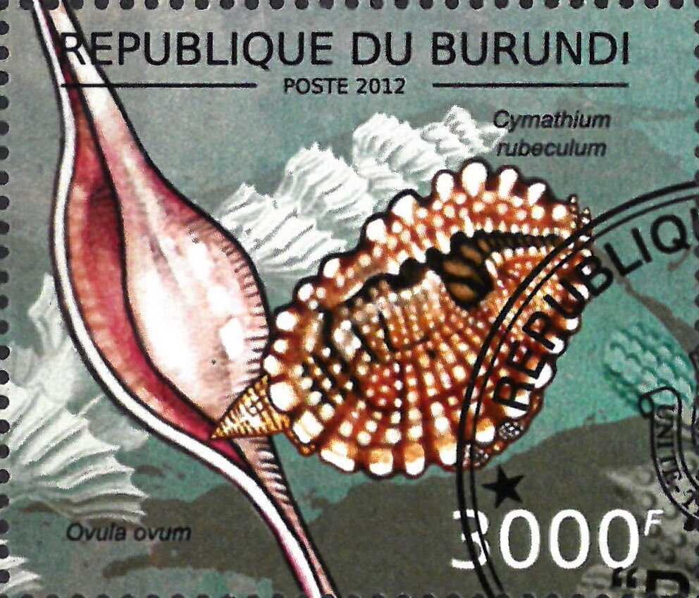 Cymathium rubeculum / Ovula ovum