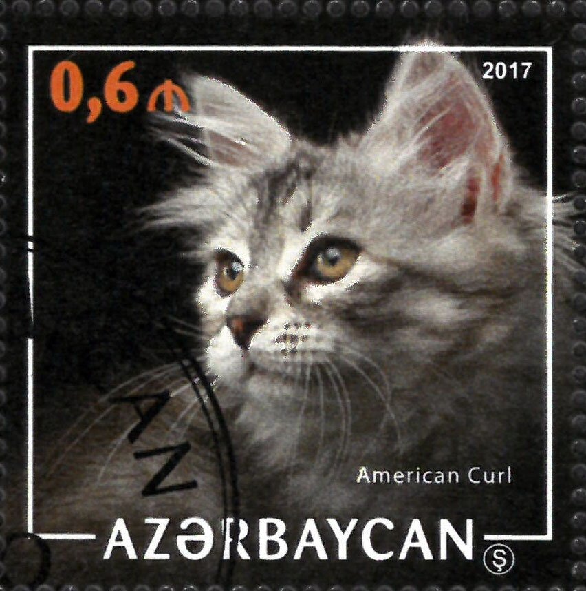 American Curl