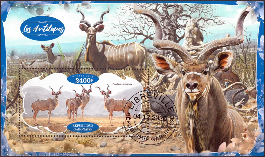 Antelopes