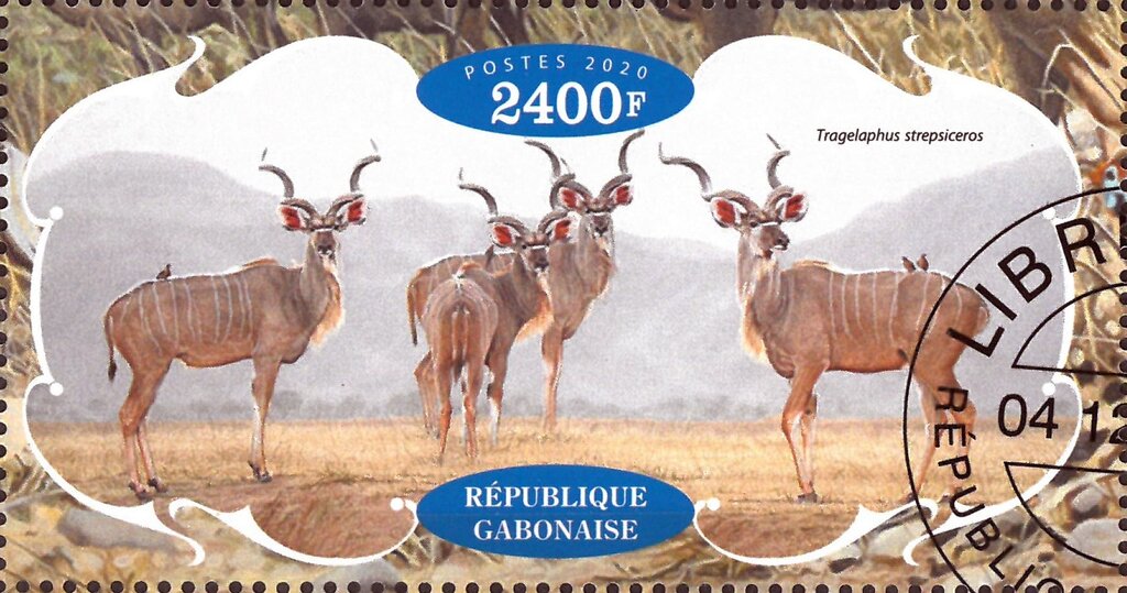 Antelopes