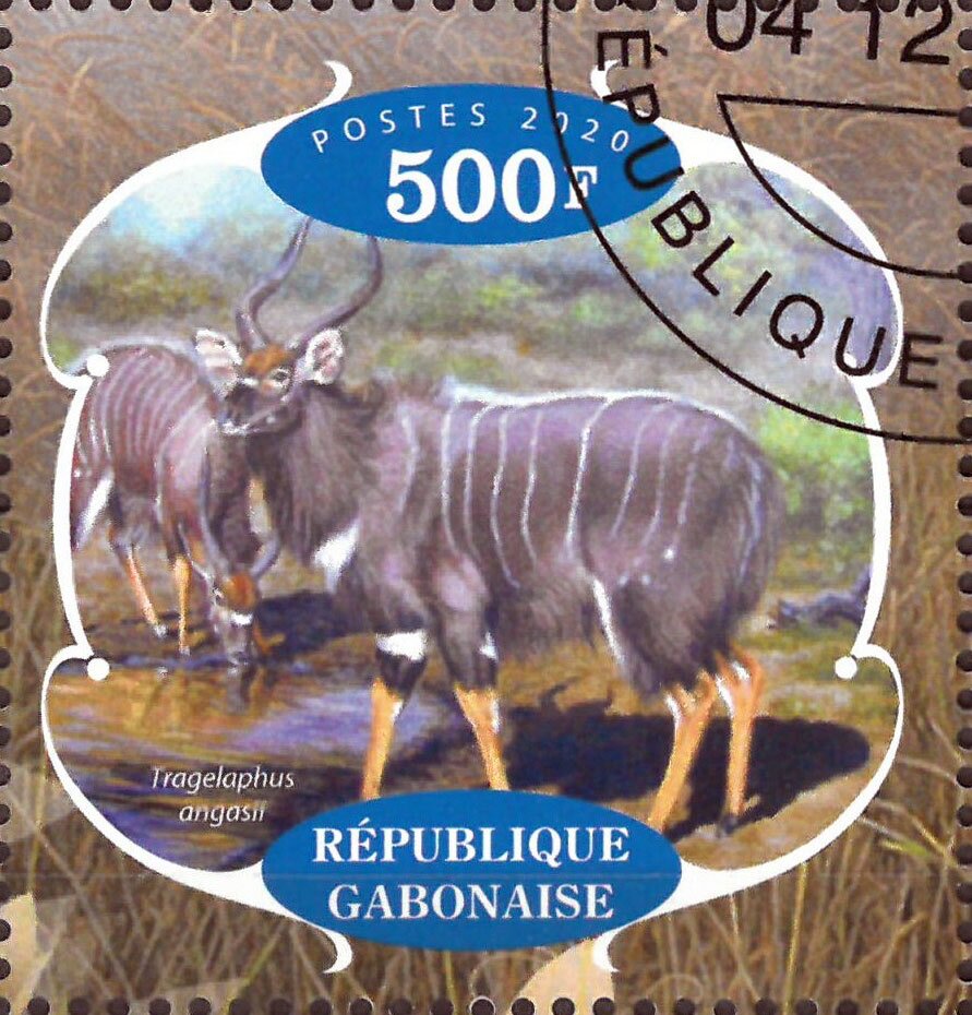Antelopes
