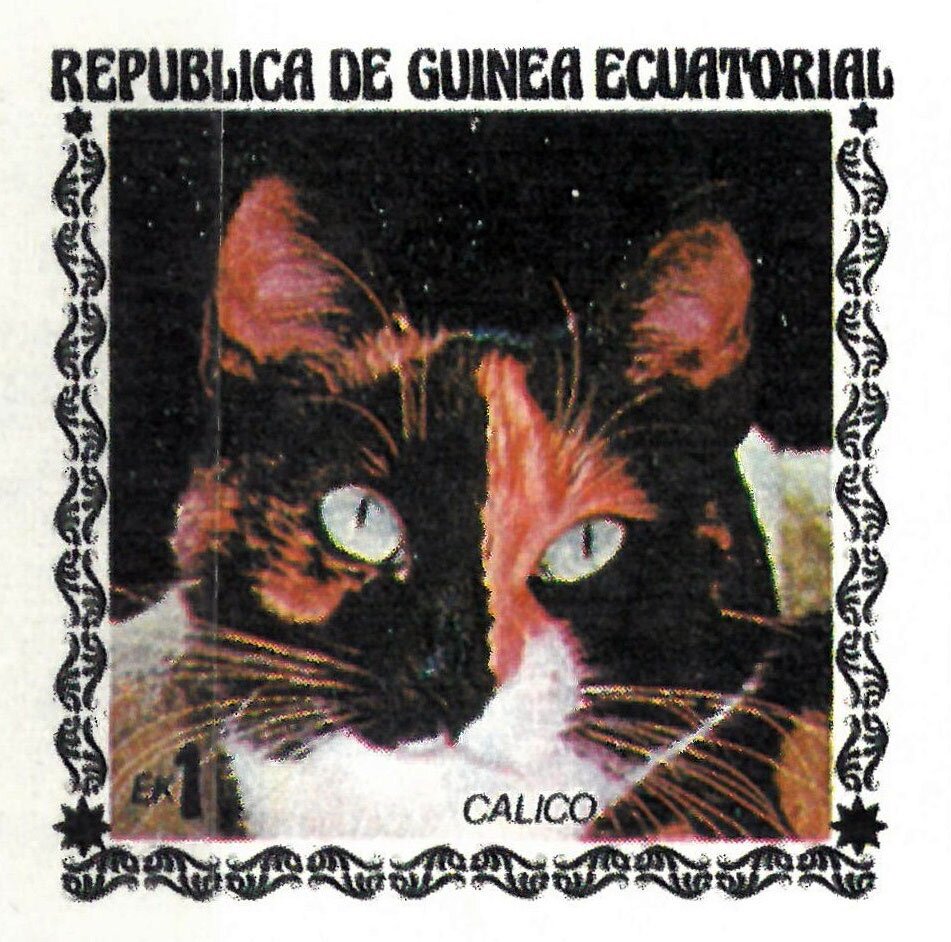 Calico Cat (Felis silvestris catus)