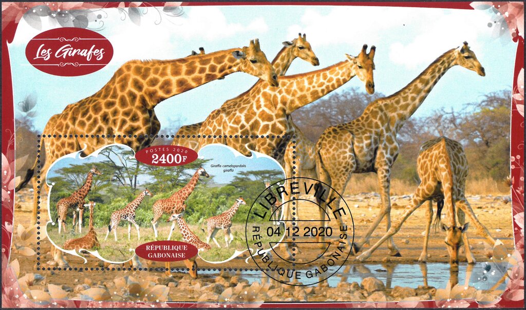 Giraffes