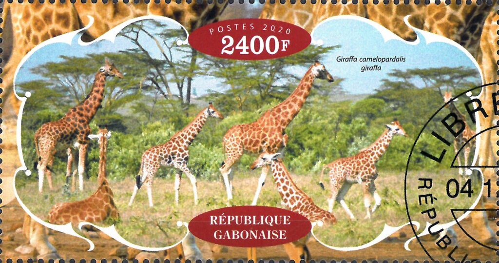 Giraffes