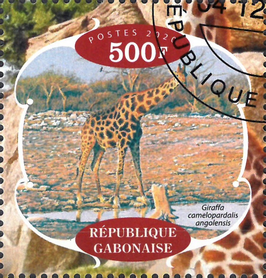 Giraffes