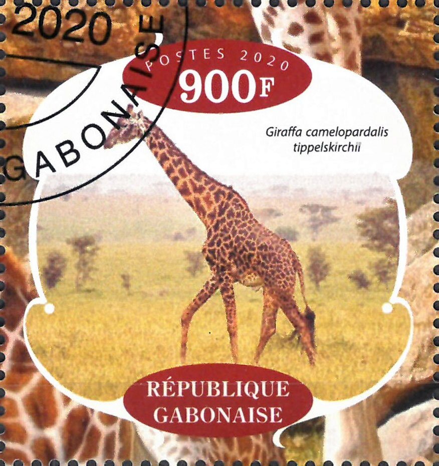 Giraffes