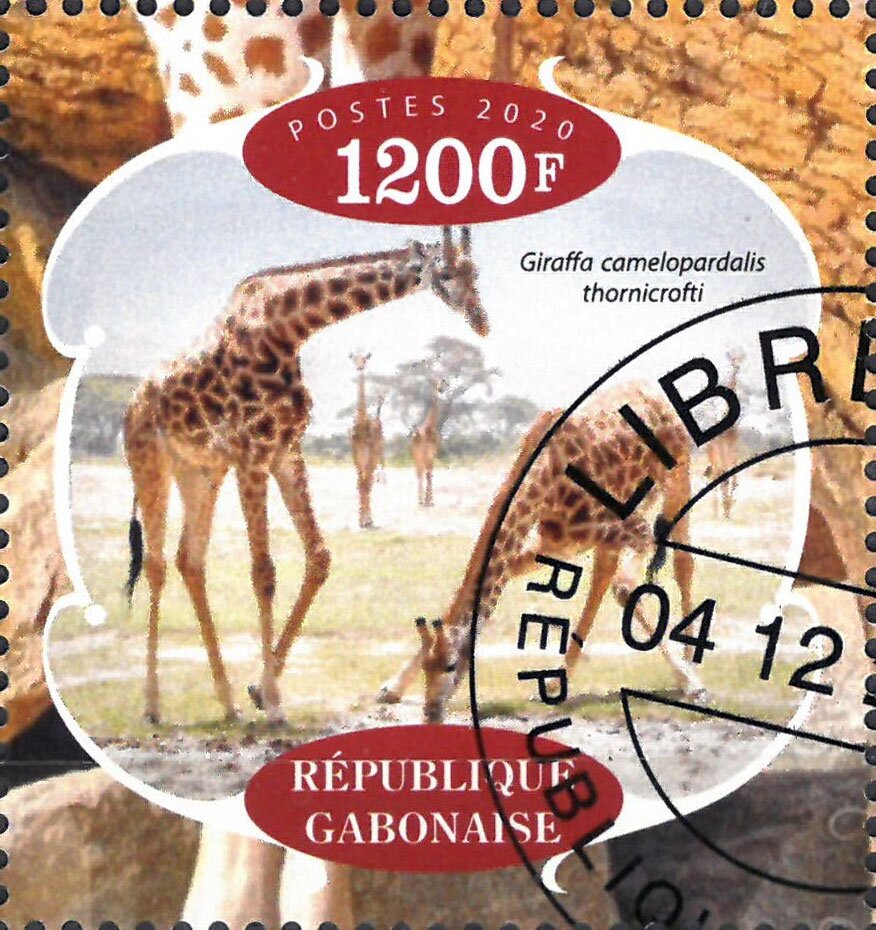 Giraffes