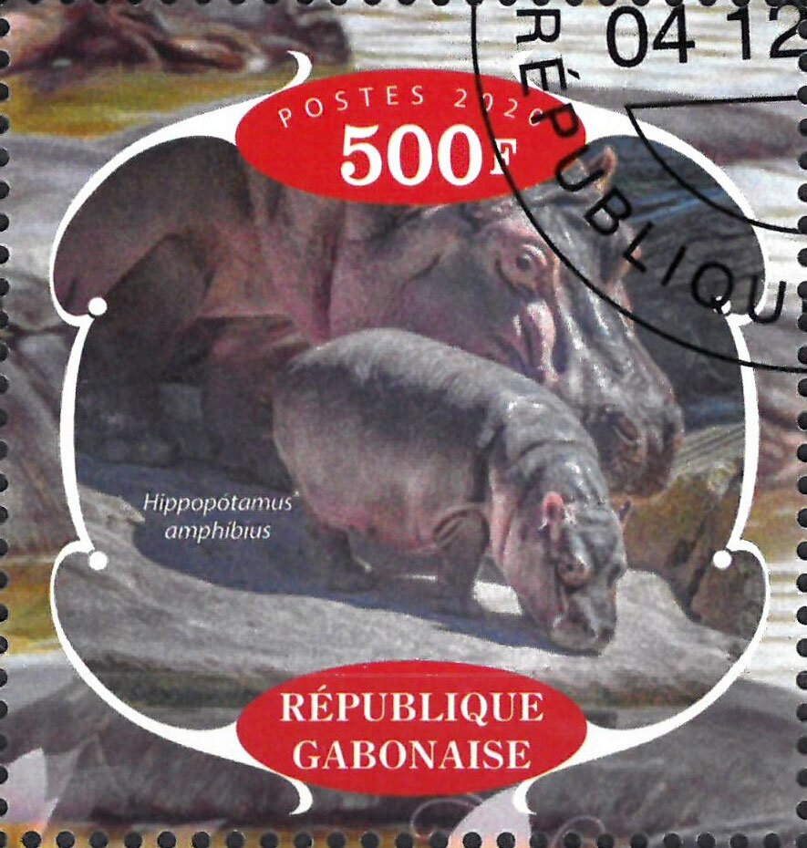 Hippopotamus