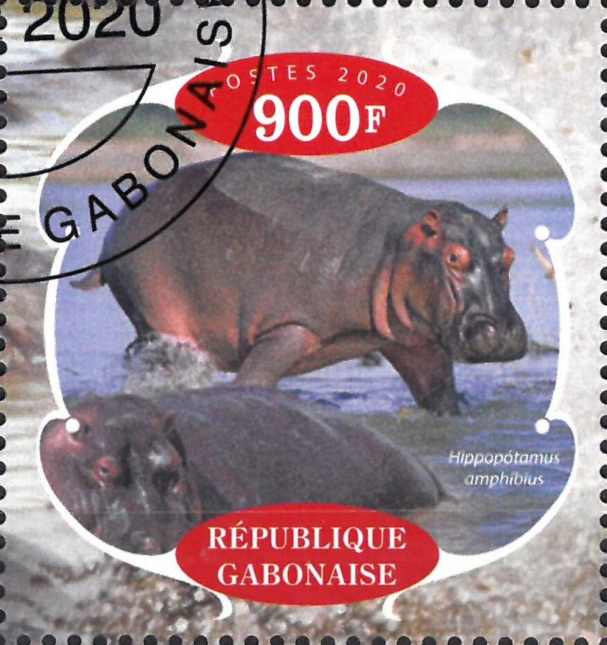 Hippopotamus